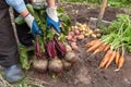 Bunch of fresh beetroot in farmer hands in garden. Autumn harvest of organic vegetables, farming Royalty Free Stock Photo