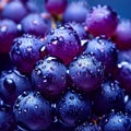 bunch of fresh black grapes with water drops close Royalty Free Stock Photo