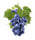 Bunch of fresh blue grapes isolated on white background Royalty Free Stock Photo