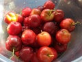 A bunch of fresh, bright red acerolas, freshly picked from the tree