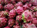 Bunch of fresh Buah Naga Indonesian spelling or Dragon fruits on a market basket. Royalty Free Stock Photo