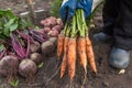 Bunch of fresh carrot in farmer hands in garden. Autumn harvest of organic vegetables, farming Royalty Free Stock Photo