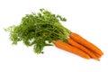 Bunch of fresh carrot isolated on white Royalty Free Stock Photo