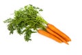 Bunch of fresh carrot isolated on white Royalty Free Stock Photo