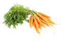 Bunch of fresh carrots