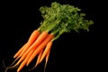 Bunch of Fresh Carrots Royalty Free Stock Photo