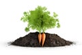 Bunch of fresh carrots in dirty soil isolated on white background Royalty Free Stock Photo