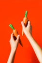 A bunch of fresh carrots in hand on red background Royalty Free Stock Photo