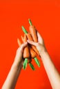 A bunch of fresh carrots in hand on red background Royalty Free Stock Photo