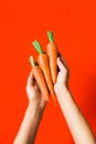 A bunch of fresh carrots in hand on red background Royalty Free Stock Photo