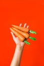 A bunch of fresh carrots in hand on red background Royalty Free Stock Photo