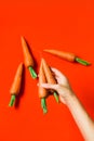 A bunch of fresh carrots in hand on red background Royalty Free Stock Photo