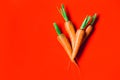 A bunch of fresh carrots in hand on red background Royalty Free Stock Photo