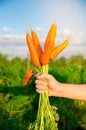 A bunch of fresh carrots in the hands of a farmer on the background of agricultural plantations. Harvested organic vegetables. Royalty Free Stock Photo