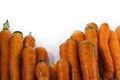 a bunch of fresh carrots isolated on white background freshly harvested from the garden Royalty Free Stock Photo