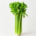 Bunch of fresh celery isolated on white background. Studio shot
