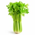 Bunch of fresh celery isolated on white background. Studio shot