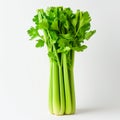 Bunch of fresh celery isolated on white background Royalty Free Stock Photo