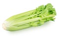 Bunch of fresh celery stalk with leaves isolated on a white background. Royalty Free Stock Photo