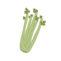 Bunch of fresh celery stalks with leaf. Raw green vegetable. Crunchy healthy snack. Flat vector illustration of