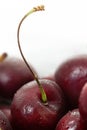 Bunch fresh cherries with raindrops and beautiful wave shape stick isolated on white background wet detailed vertical macro food