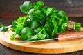 bunch of fresh cilantro on the boards, fresh herbs on wooden table. Royalty Free Stock Photo