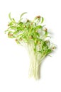 Bunch of fresh cilantro microgreens, green coriander seedlings Royalty Free Stock Photo