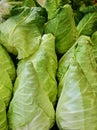 Bunch of fresh conical cabbage close uo