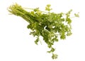 Bunch of fresh coriander isolated on white background. Royalty Free Stock Photo