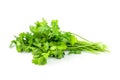 Bunch of fresh coriander leaves and branch isolated on white background Royalty Free Stock Photo