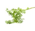 Bunch of fresh coriander leaves isolated on white background Royalty Free Stock Photo