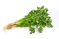 Bunch of fresh coriander leaves isolated on white background Royalty Free Stock Photo