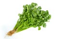 Bunch of fresh coriander leaves isolated on white background Royalty Free Stock Photo