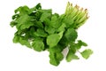 Bunch of fresh coriander leaves isolated on white background. Coriandrum sativum Royalty Free Stock Photo