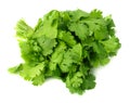 Bunch of fresh coriander leaves isolated on white background. Coriandrum sativum. cilantro