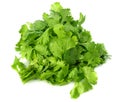 Bunch of fresh coriander leaves isolated on white background. Coriandrum sativum. cilantro Royalty Free Stock Photo