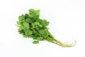 Bunch of fresh coriander leaves Royalty Free Stock Photo