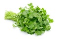 Bunch of fresh coriander leaves over white background