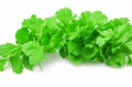 Bunch of fresh coriander leaves on white background Royalty Free Stock Photo