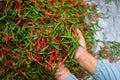 a bunch of fresh curly red chilies (Cabai Merah Keriting) on hand