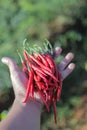 a bunch of fresh curly red chilies (Cabai Merah Keriting) on hand, harvested from fields by Indonesian local farmers. Royalty Free Stock Photo