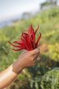 a bunch of fresh curly red chilies (Cabai Merah Keriting) on hand, harvested from fields by Indonesian local farmers. Royalty Free Stock Photo