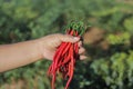 a bunch of fresh curly red chilies (Cabai Merah Keriting) on hand, harvested from fields by Indonesian local farmers. Royalty Free Stock Photo