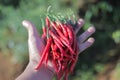 a bunch of fresh curly red chilies (Cabai Merah Keriting) on hand, harvested from fields by Indonesian local farmers. Royalty Free Stock Photo