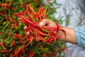 a bunch of fresh curly red chilies (Cabai Merah Keriting) on hand, harvested from fields by Indonesian local farmers. Royalty Free Stock Photo