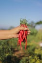 a bunch of fresh curly red chilies (Cabai Merah Keriting) on hand, harvested from fields by Indonesian local farmers. Royalty Free Stock Photo