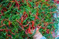 a bunch of fresh curly red chilies (Cabai Merah Keriting) on hand, harvested from fields by Indonesian local farmers. Royalty Free Stock Photo