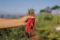 a bunch of fresh curly red chilies (Cabai Merah Keriting) on hand, harvested from fields by Indonesian local farmers. Royalty Free Stock Photo