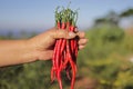 a bunch of fresh curly red chilies (Cabai Merah Keriting) on hand, harvested from fields Royalty Free Stock Photo