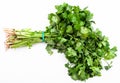 Bunch of fresh cut green coriander herb on white Royalty Free Stock Photo